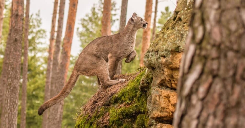 The Florida Panther has a speed and agility advantage on land over the alligator