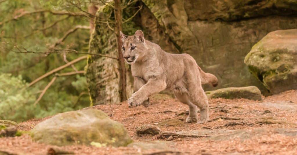 The endangered Florida Panther running along the river bank.