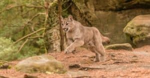 Discover How the Florida Panther Became the Official State Animal Picture