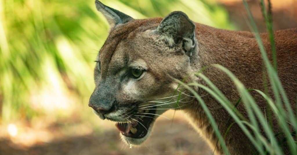 Florida panther is on the prowl for prey.