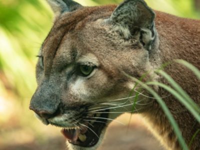 Florida Panther Picture
