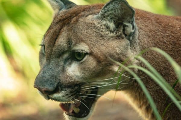 Florida panther is on the prowl