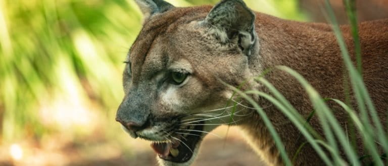 Florida panther is on the prowl