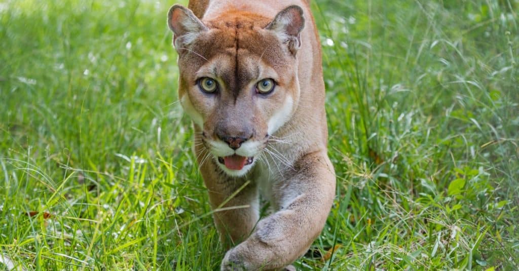 Florida Panther walks through high grass.