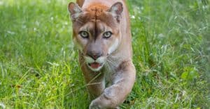 10 Incredible Florida Panther Facts Picture