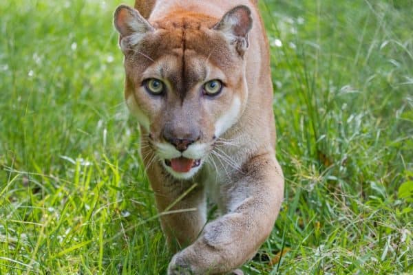 Florida Panther walks through high grass.