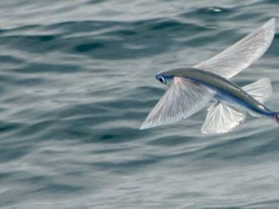 A Flying Fish