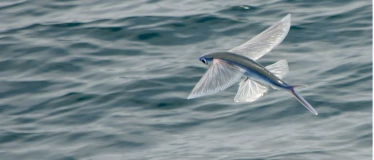 Flying Fish in Action