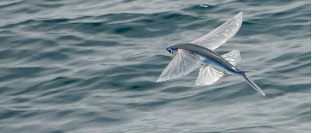 Flying Fish Video