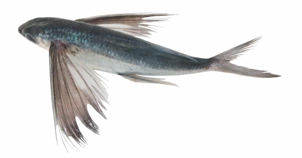 Tropical flying fish isolated on white background.