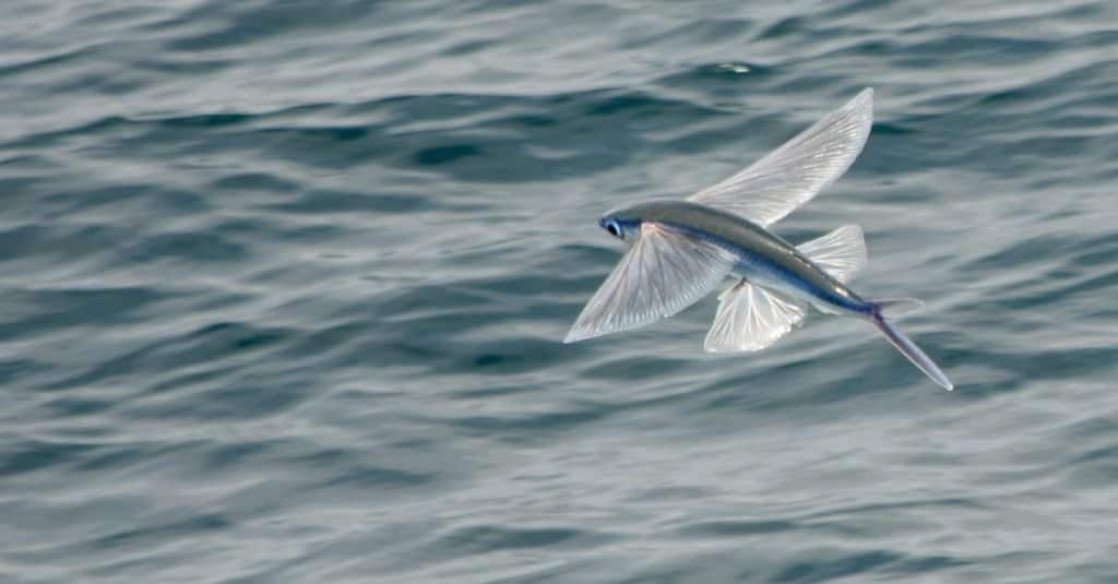 Flying Fish flying over the ocean.
