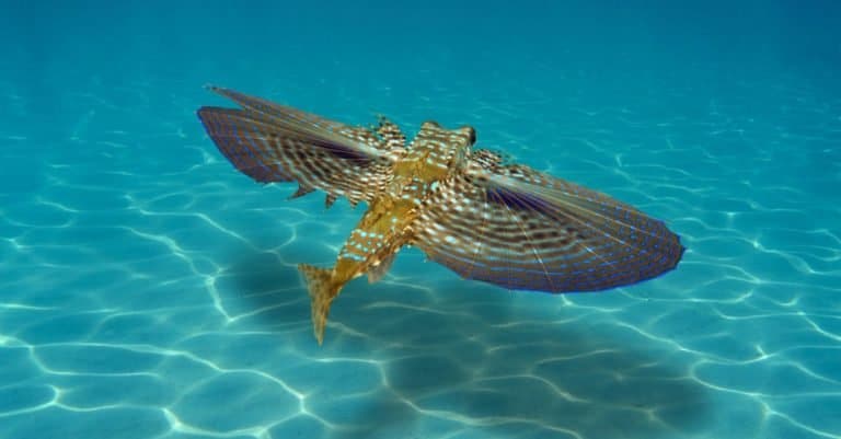 Flying Gurnard fish swims underwater over a sandy seabed.