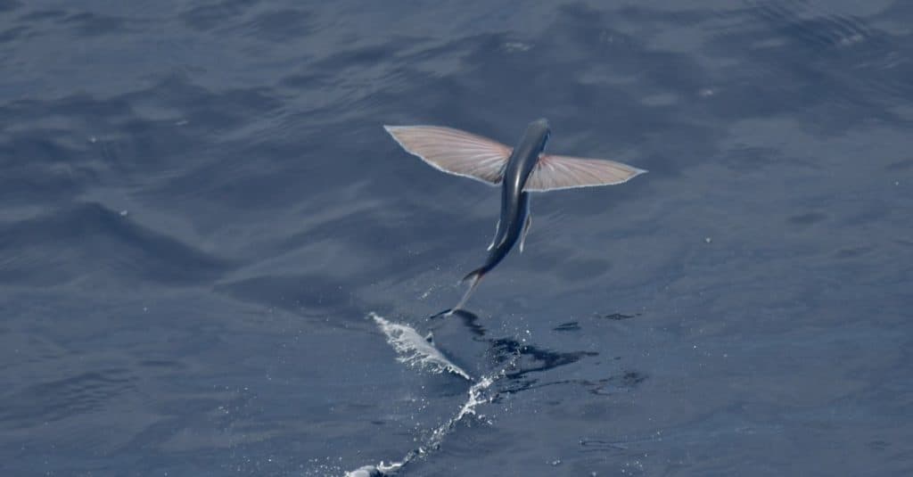 Flying fish taking off from the ocean surface.