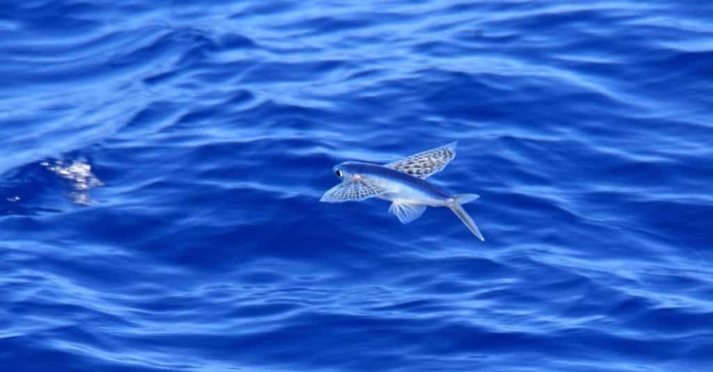 Cá chuồn cánh vàng (Cypselurus poecilopterus) ở Nhật Bản.