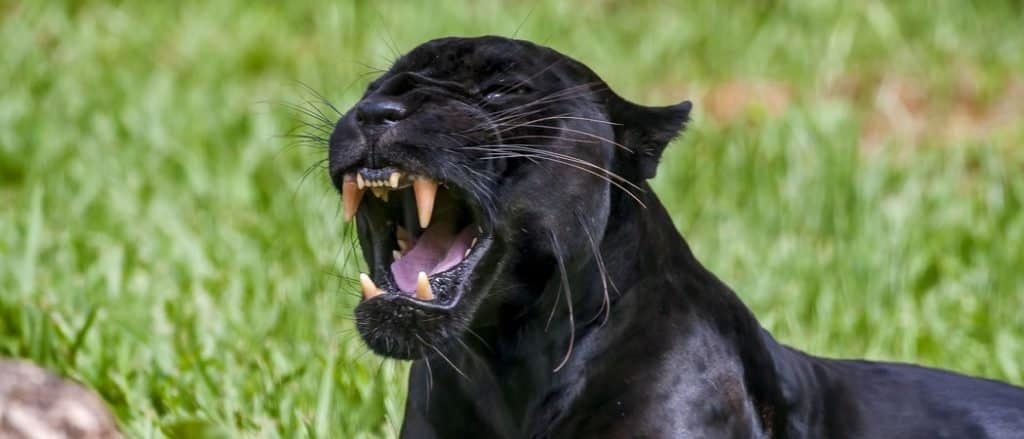 black Jaguar 