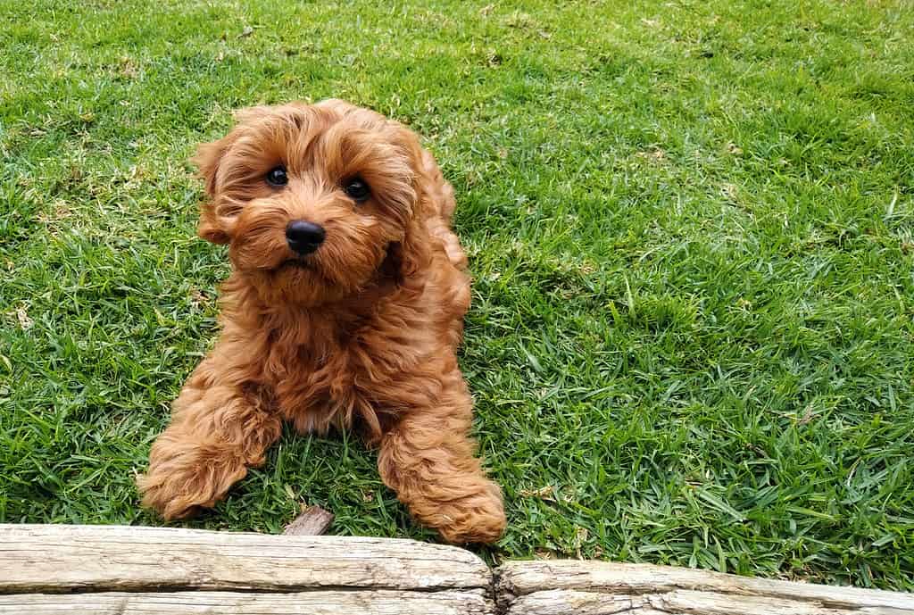 Red cavapoo puppy dog laying on the lawn looking up at the camera. She is in front of a wooden log and has a piece of bark in front of her which she has been playing with. Fluffy red puppy dog laying on the lawn in front of a wooden log *Petite Goldendoodle