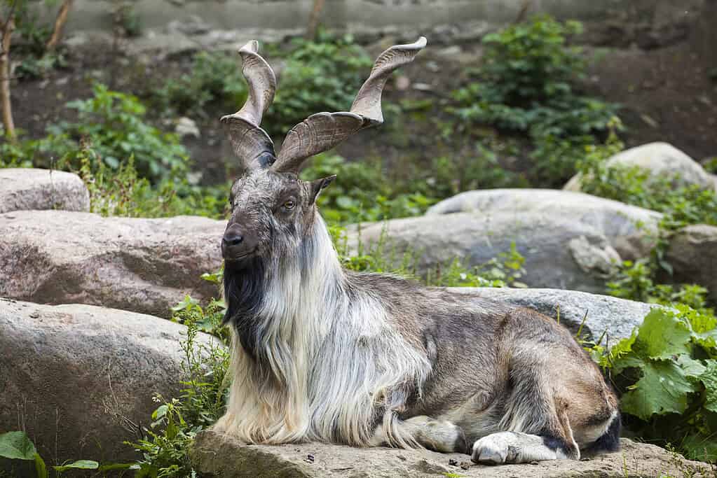 Markhor, 2015, Animal, Animal Body Part, Animal Hair