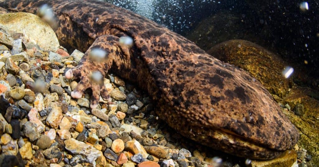 Japanese Giant Salamander in Mountain River of Gifu, Japan.