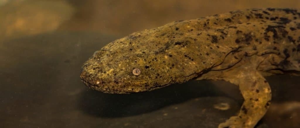 Eastern Hellbender, a Giant Salamander.