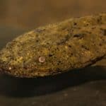 Chinese giant salamander