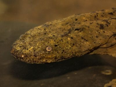 A Giant Salamander