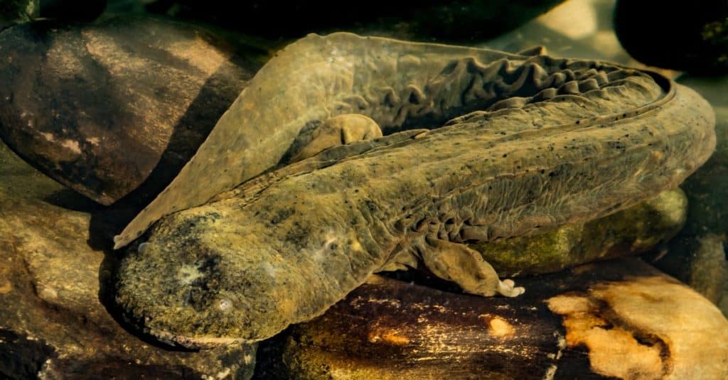 L'un des plus grands amphibiens du monde est la salamandre maître de l'enfer