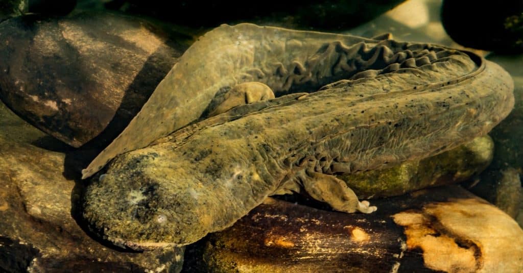 An Eastern Hellbender, a Giant Salamander, crawling on the bottom of a creek foraging for crayfish.