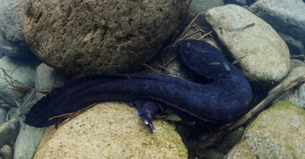 Japanese Giant Salamander looking for food.