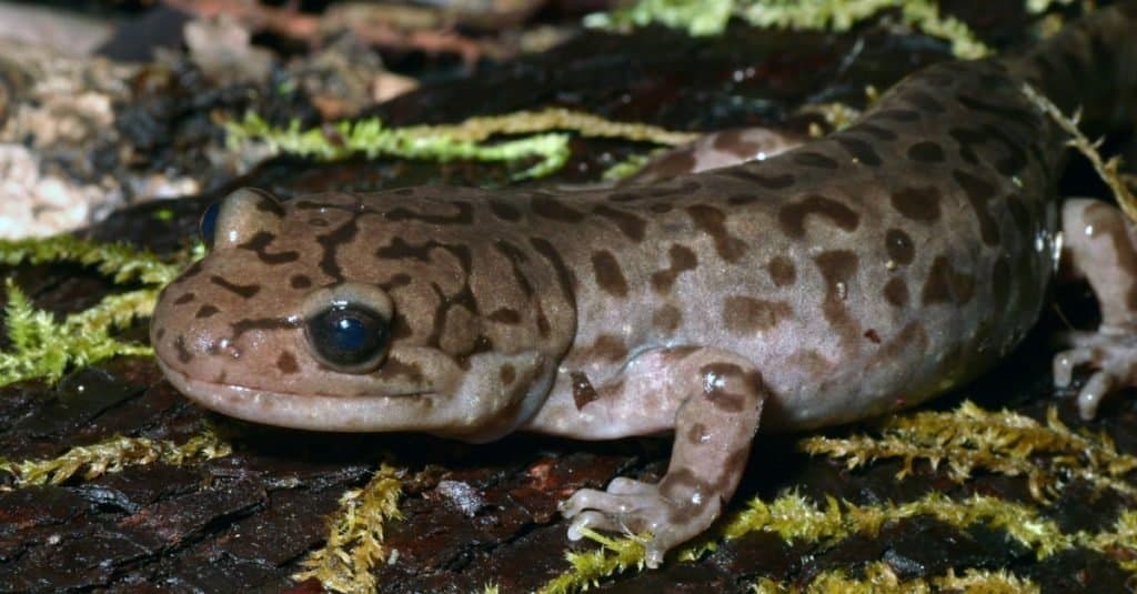 A Coastal Giant Salamander (Dicamptodon tenebrosus) sitting on a mossy log.