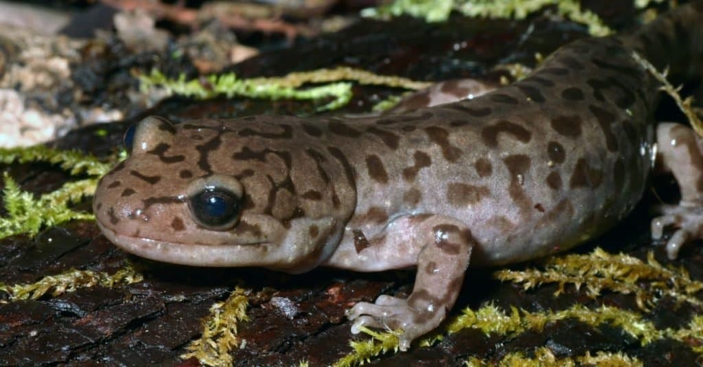 Chinese Giant Salamander  San Diego Zoo Animals & Plants