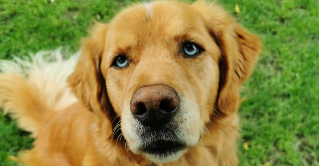 Goberian, is a mix between Golden retriever and husky. is a good dog for a family, active, healthy, strong and social.