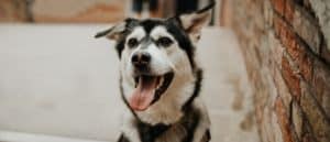 Cute Husky Golden Retriever mix, a Goberian, close-up