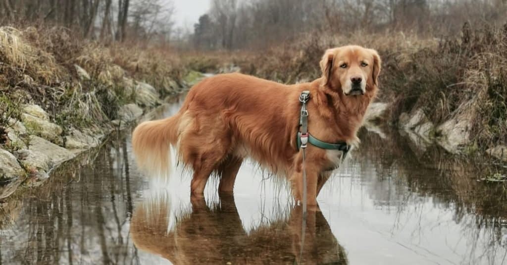 Husky Golden retriever mix, Goberian, playing in a river.