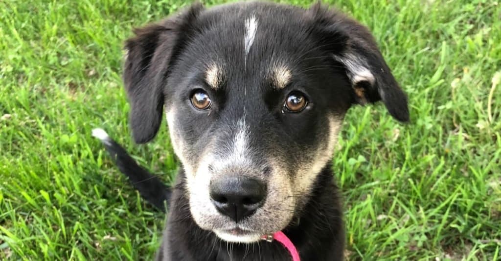 Sweet Goberian puppy playing on the grass.