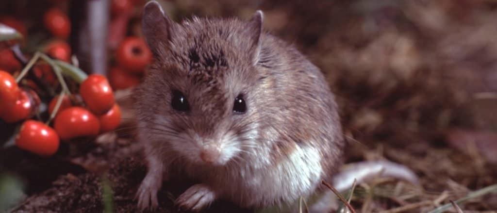 Northern Grasshopper Mouse sitting among leaves