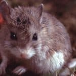 Grasshopper mouse