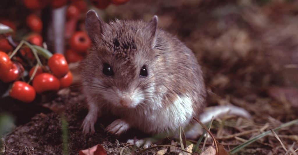 Northern Grasshopper mouse sitting among leaves