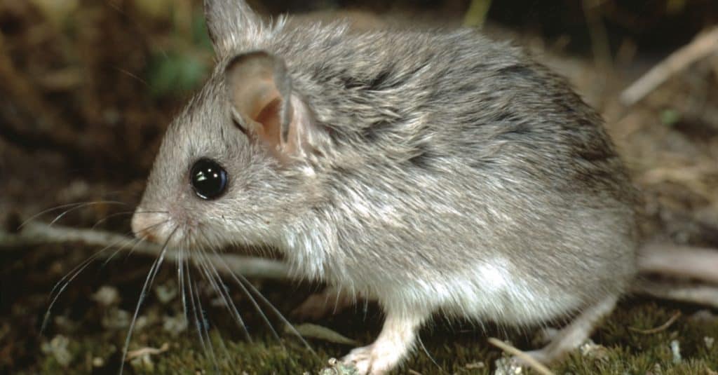 Northern Grasshopper Mouse close-up, side view.