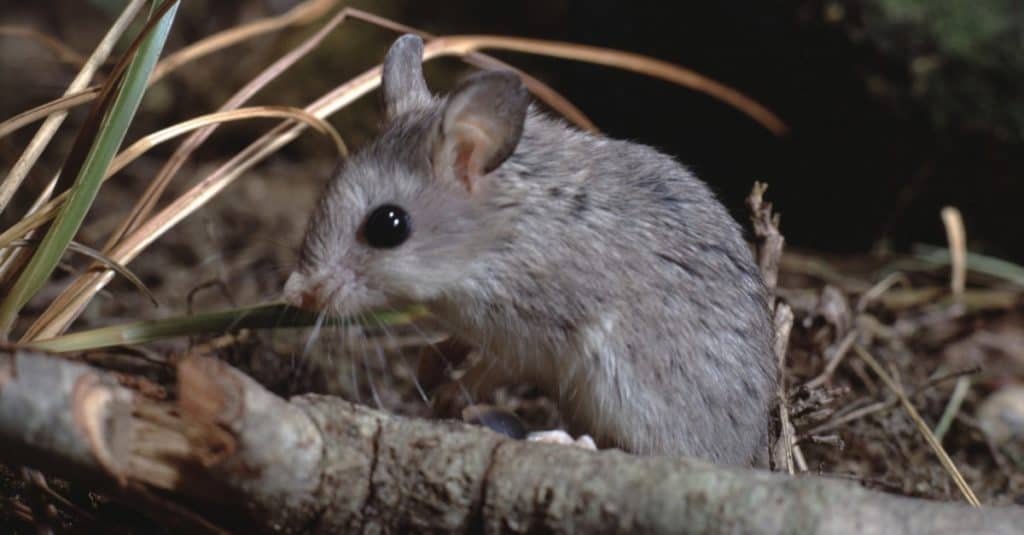 Northern Grasshopper mouse looking for prey.