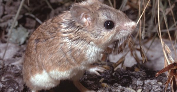 grasshopper-mouse-animal-facts-a-z-animals