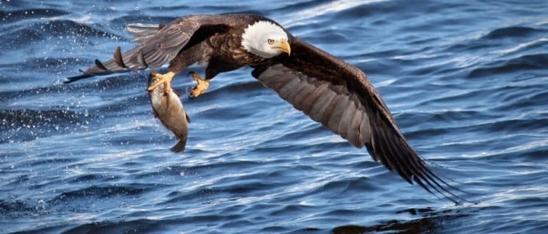 Animals in Great Lakes