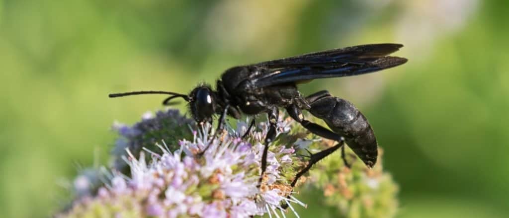 Great black wasp on the mint flowers