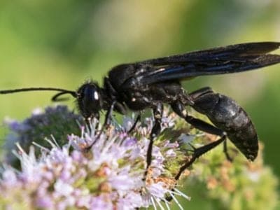 Black Wasp Picture