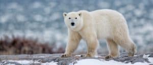 Animals in Greenland Picture