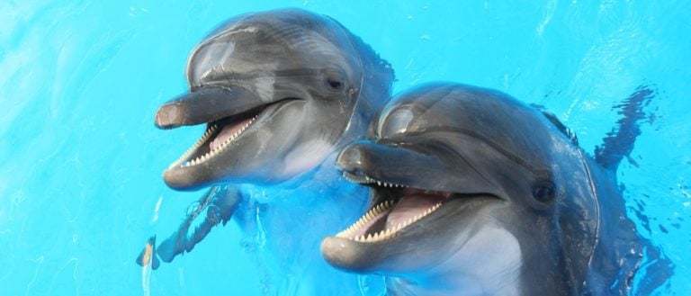 Happiest Animals