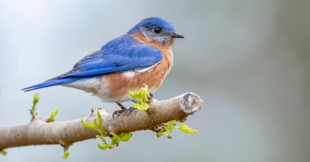 Eastern Bluebird on branch