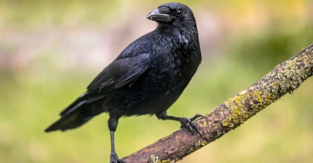 The happiest animal: Crow