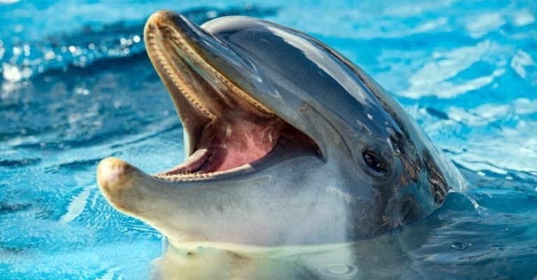 Happiest Animals: Dolphin