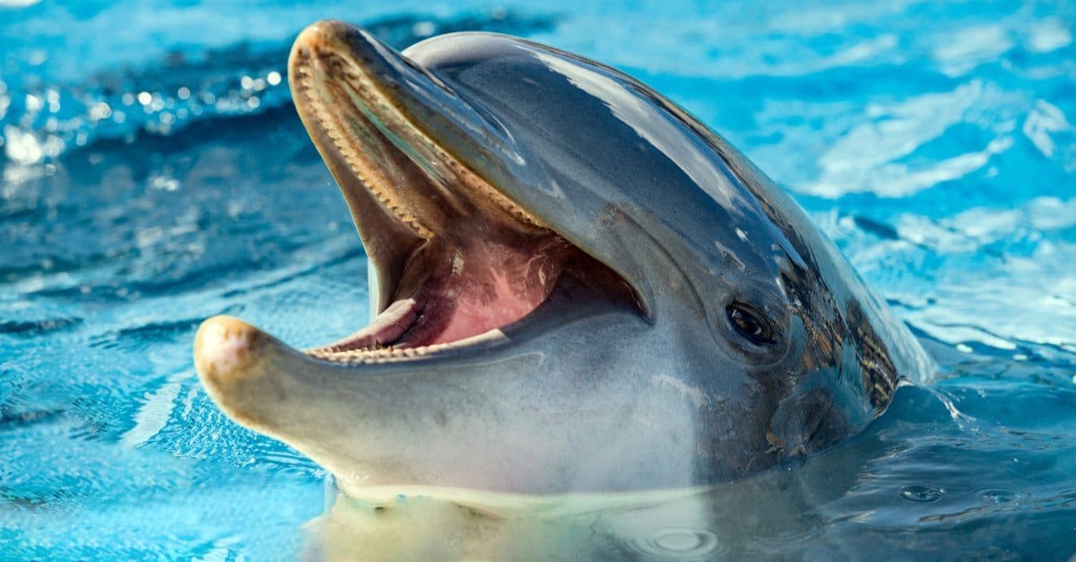Happiest Animals: Dolphin