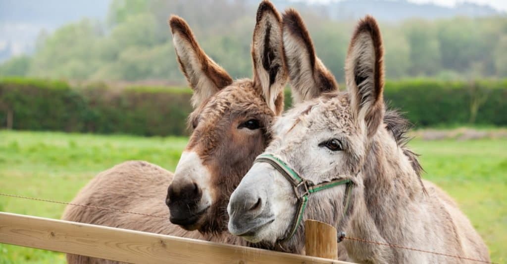 Happiest Animals: Donkey